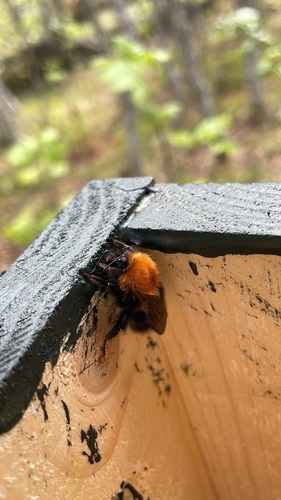 Tree Bumble Bee