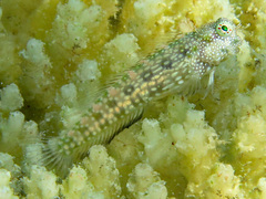 Salarias alboguttatus