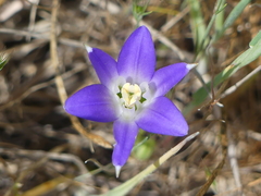 Brodiaea terrestris terrestris