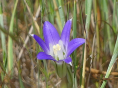 Brodiaea terrestris terrestris