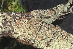 Flavoparmelia rutidota