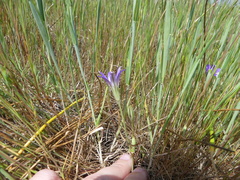 Brodiaea terrestris terrestris