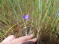 Brodiaea terrestris terrestris