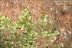 Frullania clavata