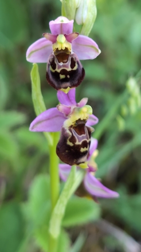 Late spider-orchid and allies