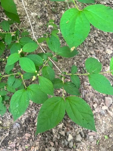 Philadelphus tenuifolius, photograph 5