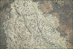 Lecanora pseudistera