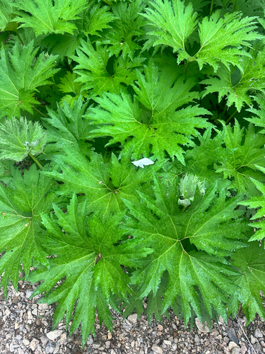 Petasites tatewakianus, photograph 1