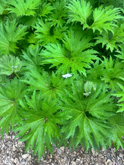 Petasites tatewakianus
