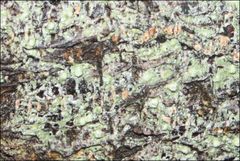 Pertusaria pertractata