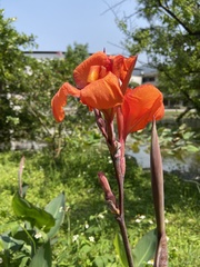 Canna × generalis