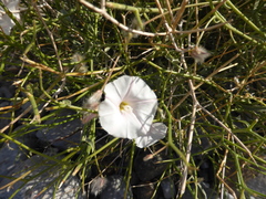 Convolvulus virgatus
