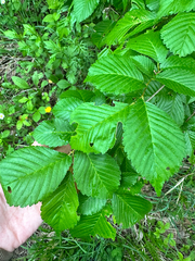 (c) Tatyana Petrenko, some rights reserved (CC BY) Ulmus davidiana, photograph (c) Tatyana Petrenko, some rights reserved (CC BY)