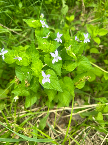 Viola acuminata, photograph 6