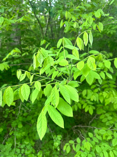 Maackia amurensis, photograph 2