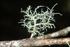 Usnea inermis