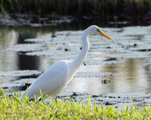 iNaturalist image
