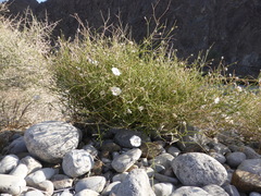 Convolvulus virgatus