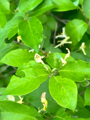 Lonicera ruprechtiana, photograph (c) Tatyana Petrenko, some rights reserved (CC BY)