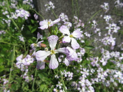 Raphanus sativus raphanistroides