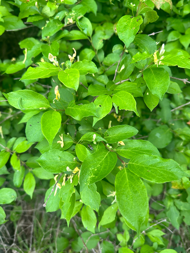 Lonicera ruprechtiana, photograph 3