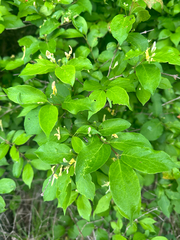 Lonicera ruprechtiana, photograph (c) Tatyana Petrenko, some rights reserved (CC BY)