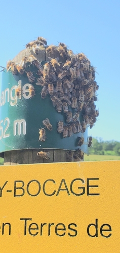 Western Honey Bee
