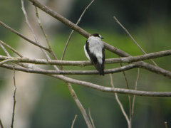 Torrent Flyrobin photo 4