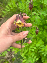 Aquilegia oxysepala, photograph (c) Tatyana Petrenko, some rights reserved (CC BY)