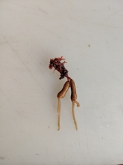 Phrixocephalus cincinnatus