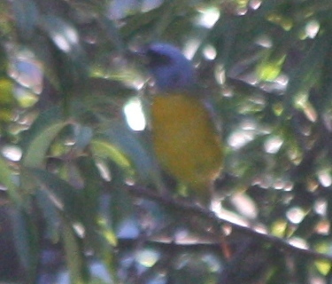 Rauenia bonariensis