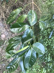 Melicope elleryana