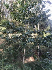 Melicope elleryana