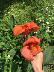 Canna × generalis