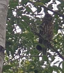 Ninox boobook boobook