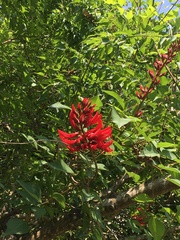 Erythrina