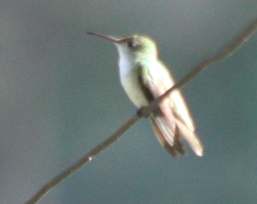 Trochilidae