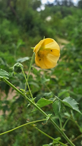 Abutilon grandiflorum, 2026-05-27