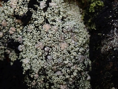 Coccotrema cucurbitula