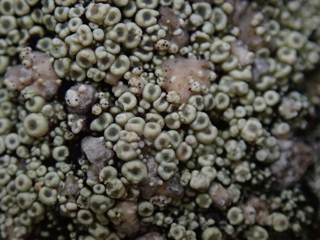 Coccotrema cucurbitula