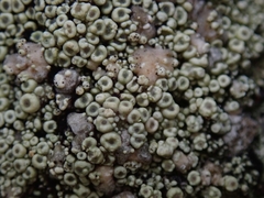 Coccotrema cucurbitula