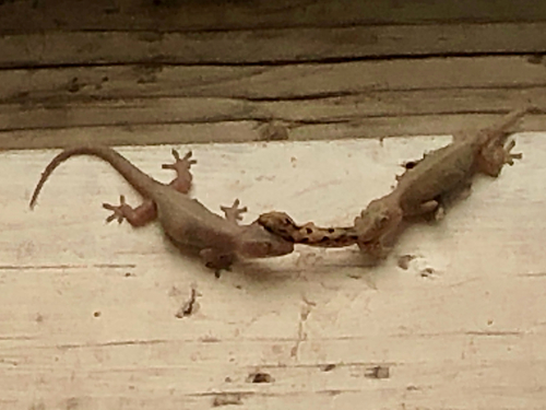 Hemidactylus frenatus observed 2019-07-06