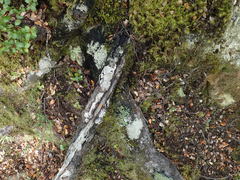 Coccotrema cucurbitula