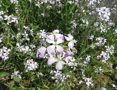 Raphanus sativus raphanistroides