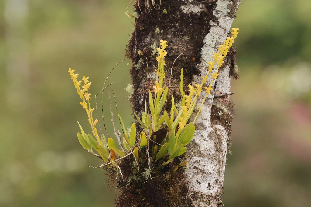 Epidendrum anoglossum Schltr. 3