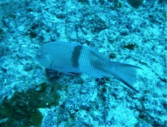 Bodianus speciosus
