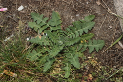 Hypochaeris radicata