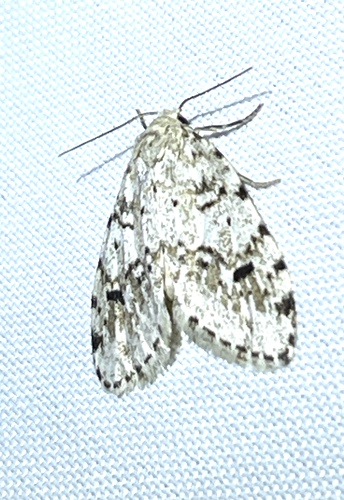 Little White Lichen Moth photo 3
