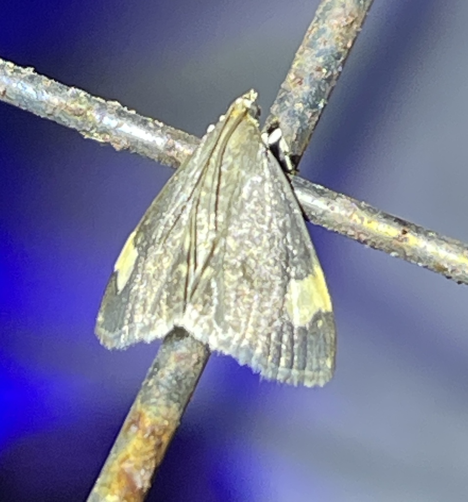 Large-spotted Evergestis Moth