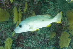 One-Spot Snapper photo 5